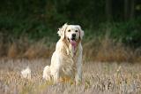 GOLDEN RETRIEVER 1081